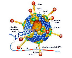 Encefalite giapponese