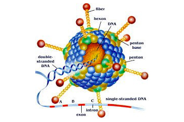 Encefalite giapponese